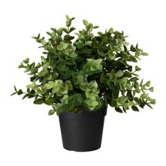 Buxus Plantje